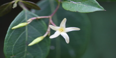 Cryptolepis grandiflora